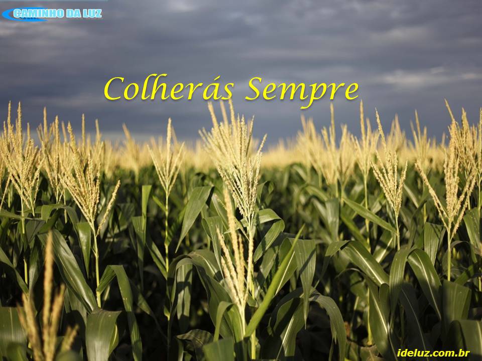 Colherás Sempre