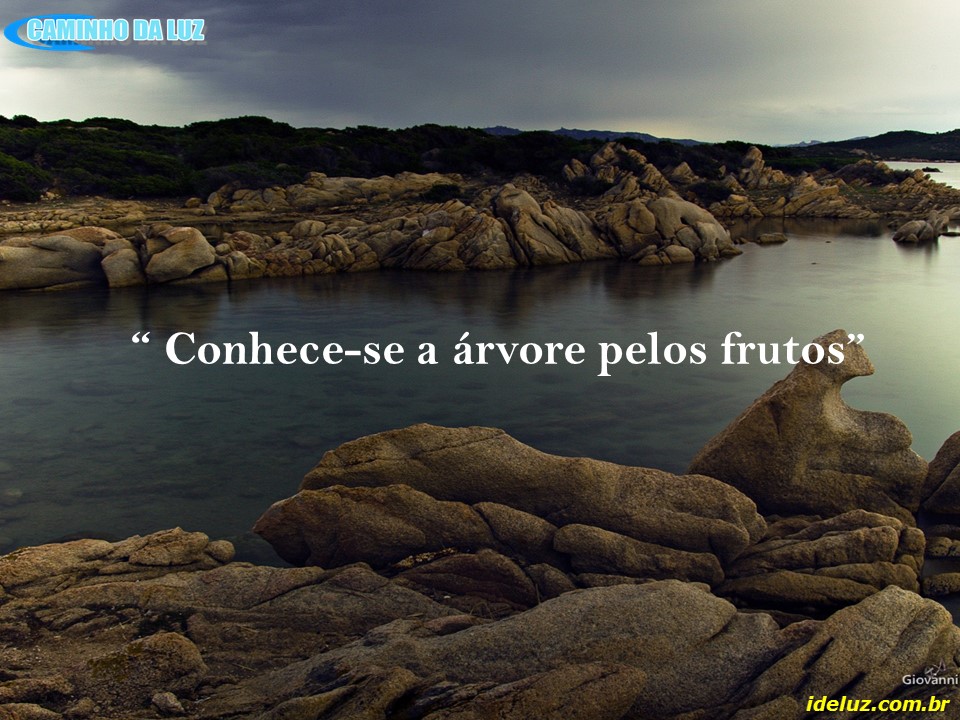 Conhece a árvore pelos frutos