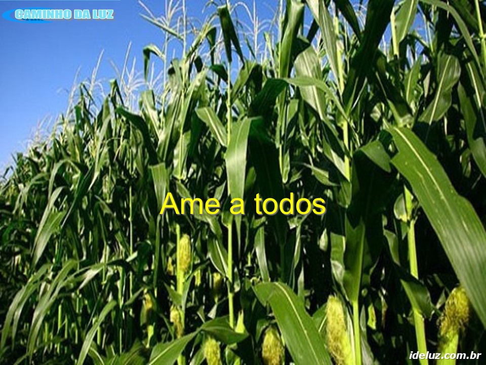 Ame a todos