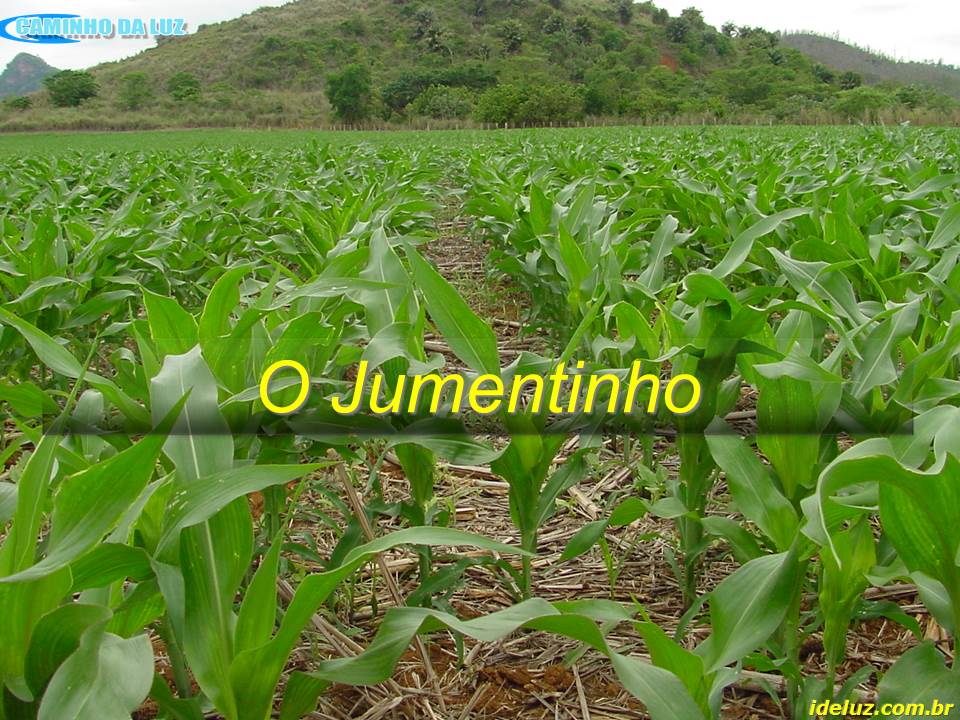 O Jumentinho