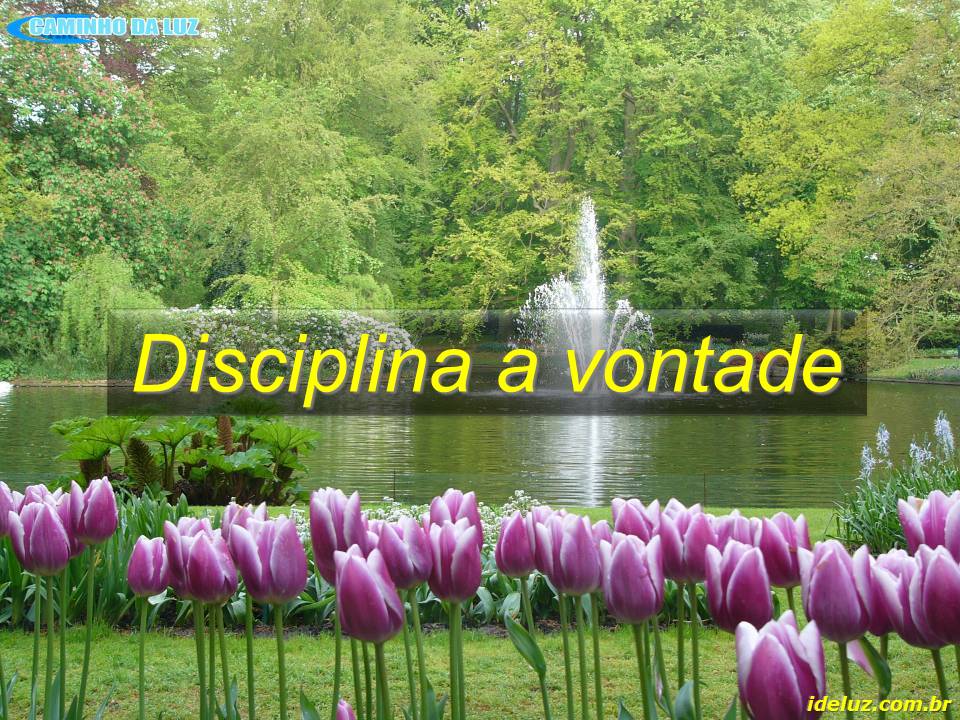 Disciplina a Vontade