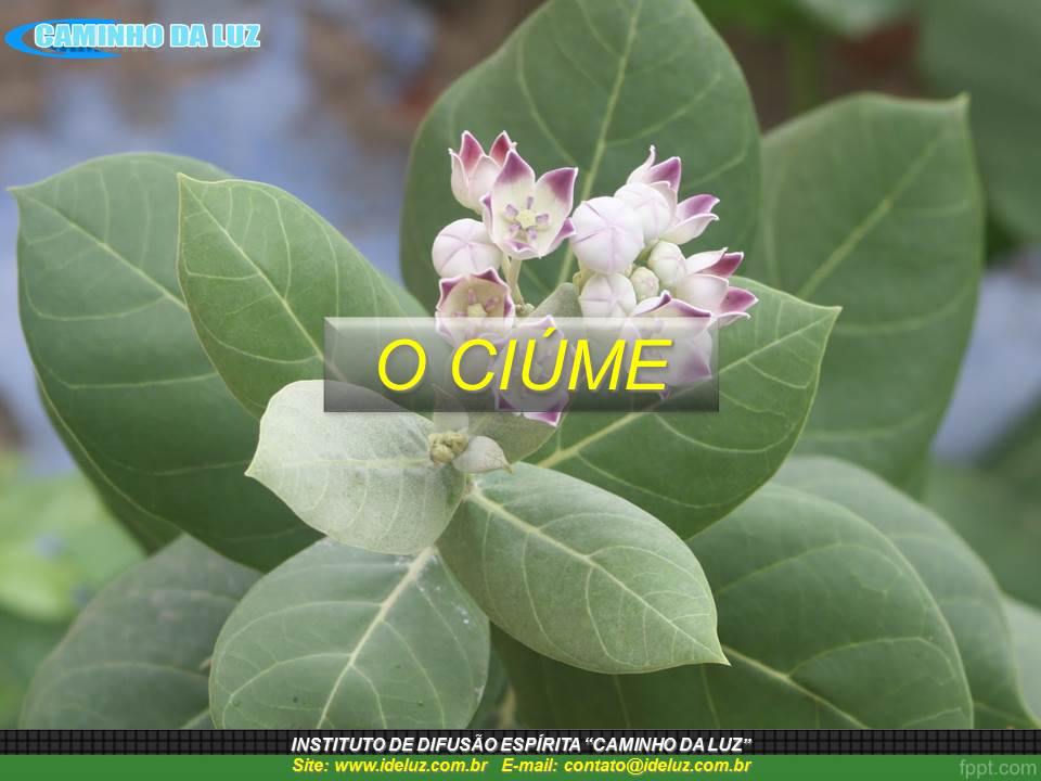 O Ciúme