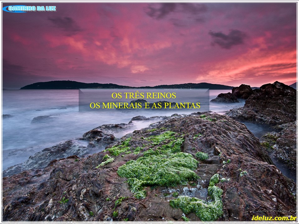 Os minerais e as plantas