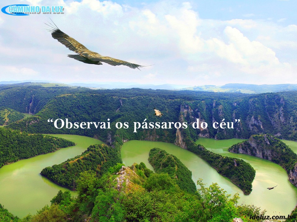 Observai os pássaros do céu