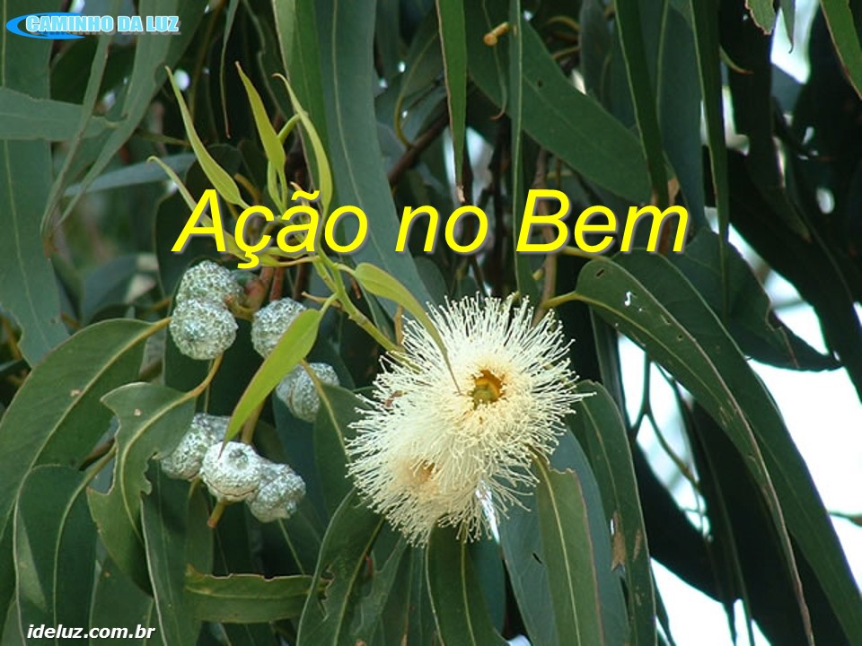 Ação no bem