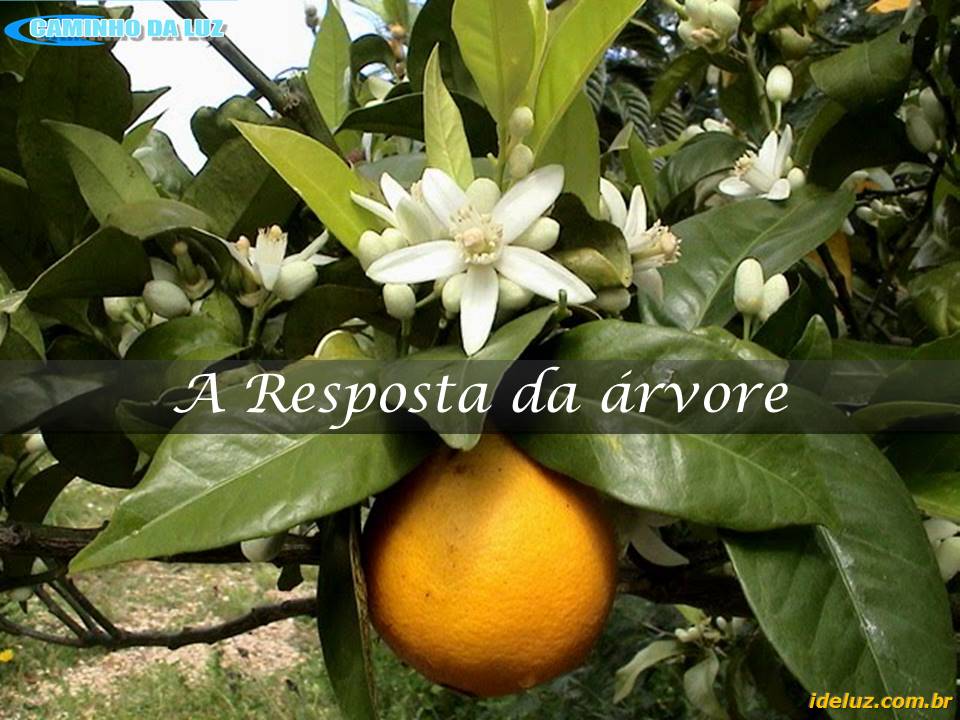 A Resposta da Árvore