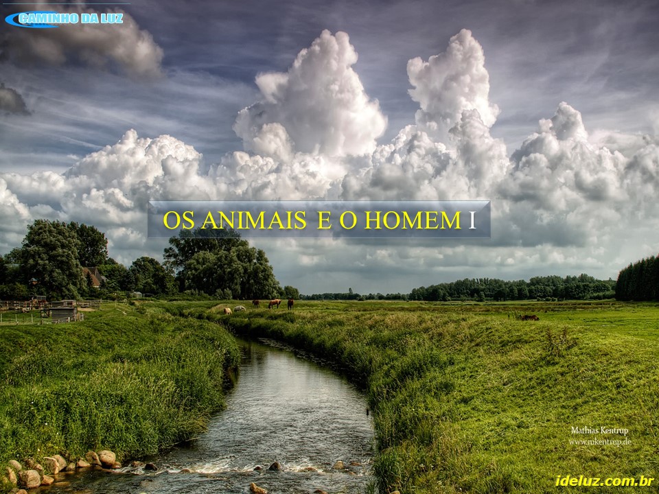 Os animais e o homem