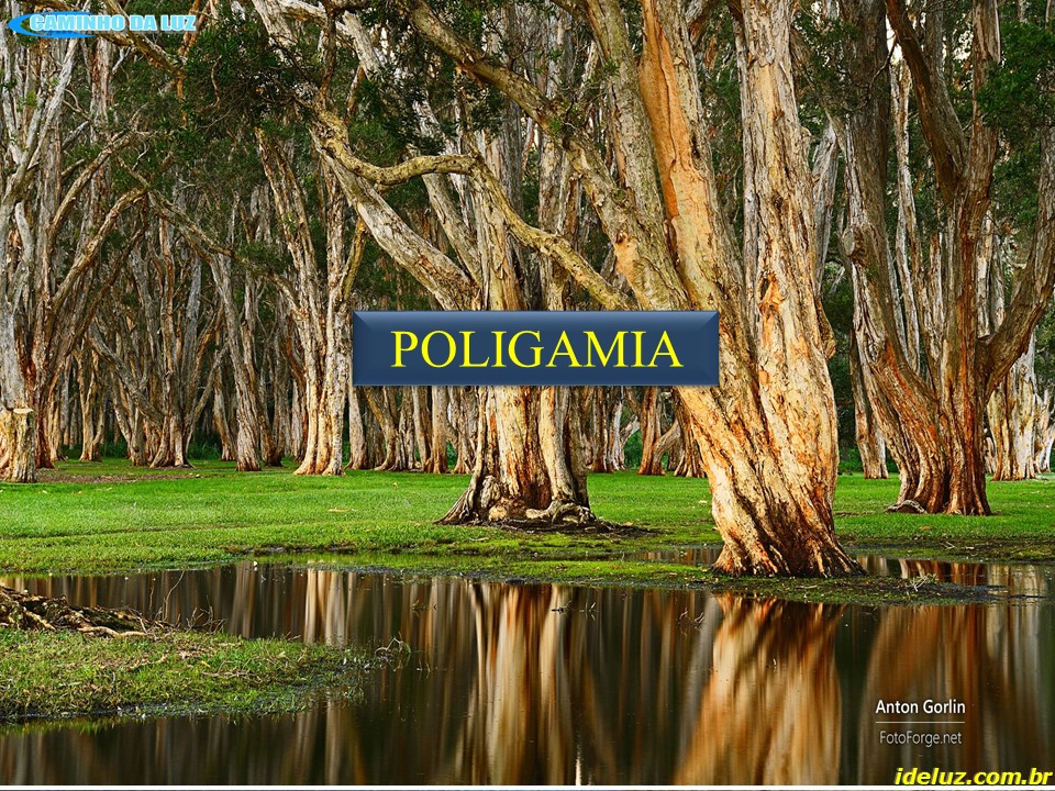 Poligamia