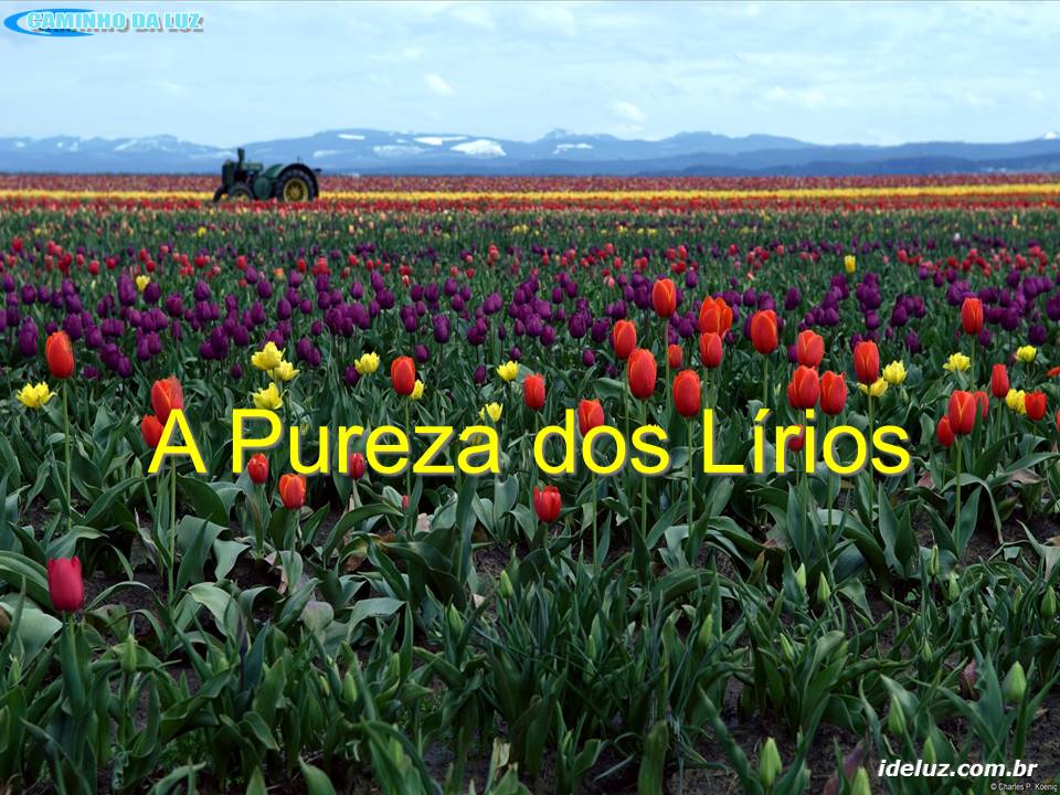 A Pureza dos Lírios
