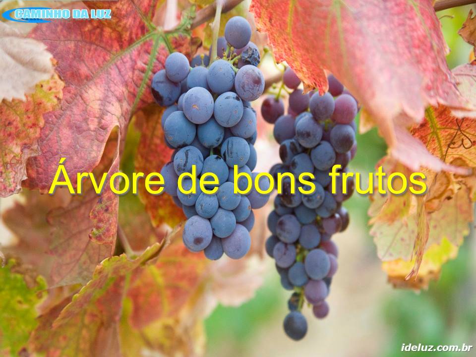 Árvore de bons frutos