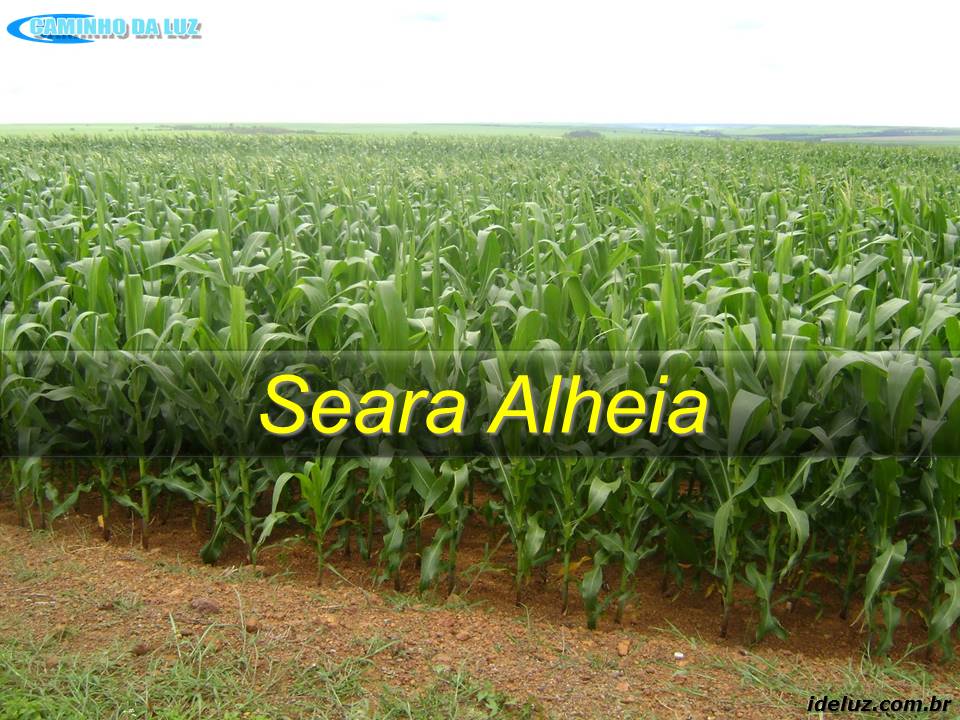 Seara Alheia