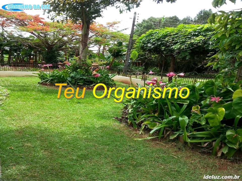 Teu Organismo