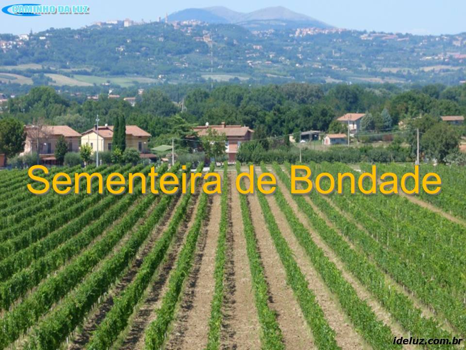 Sementeira de Bondde