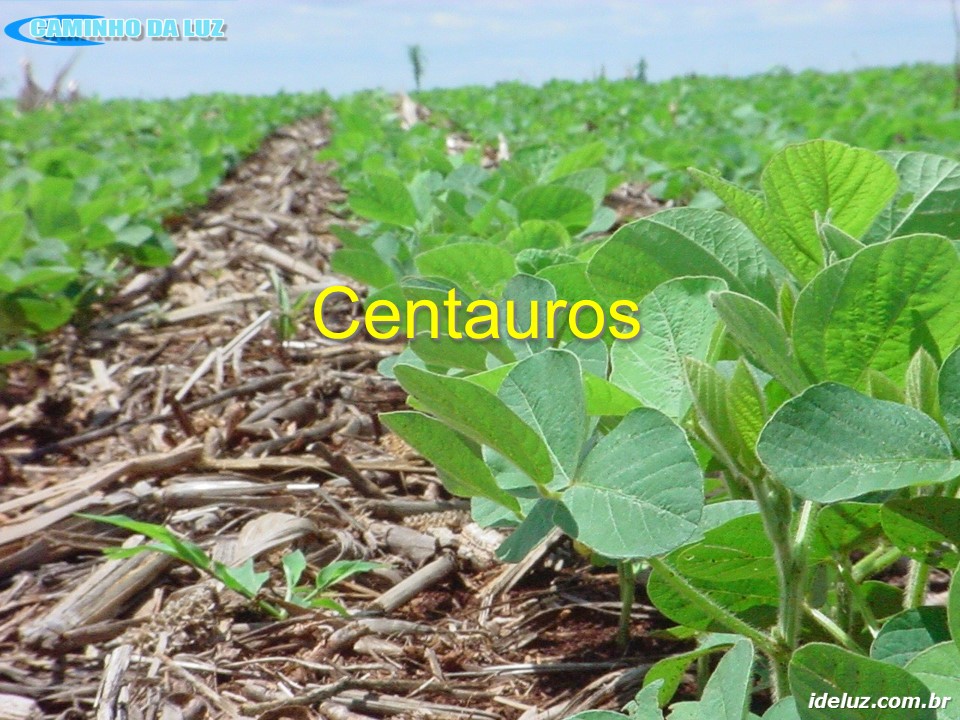 Centauros