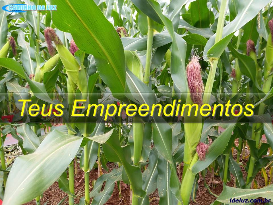 Teus Empreendimentos