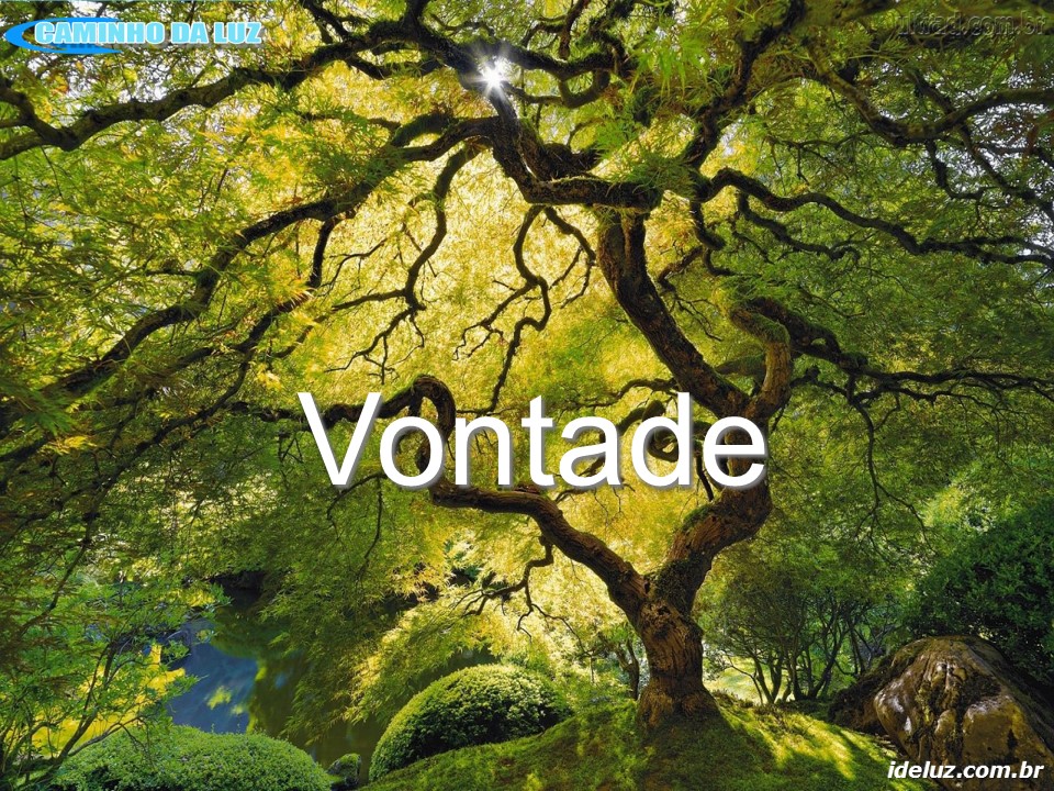 A Vontade