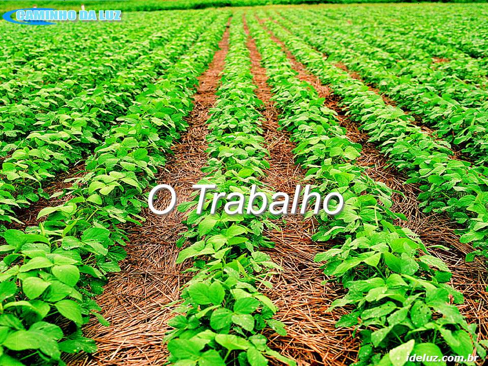 O Trabalho