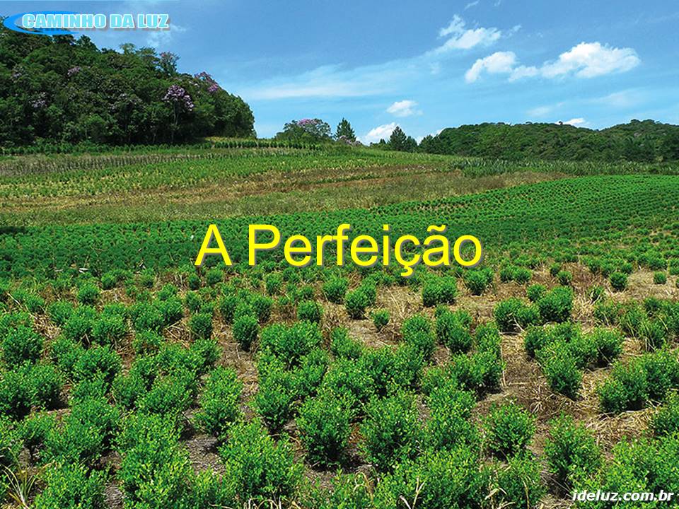 A Perfeição