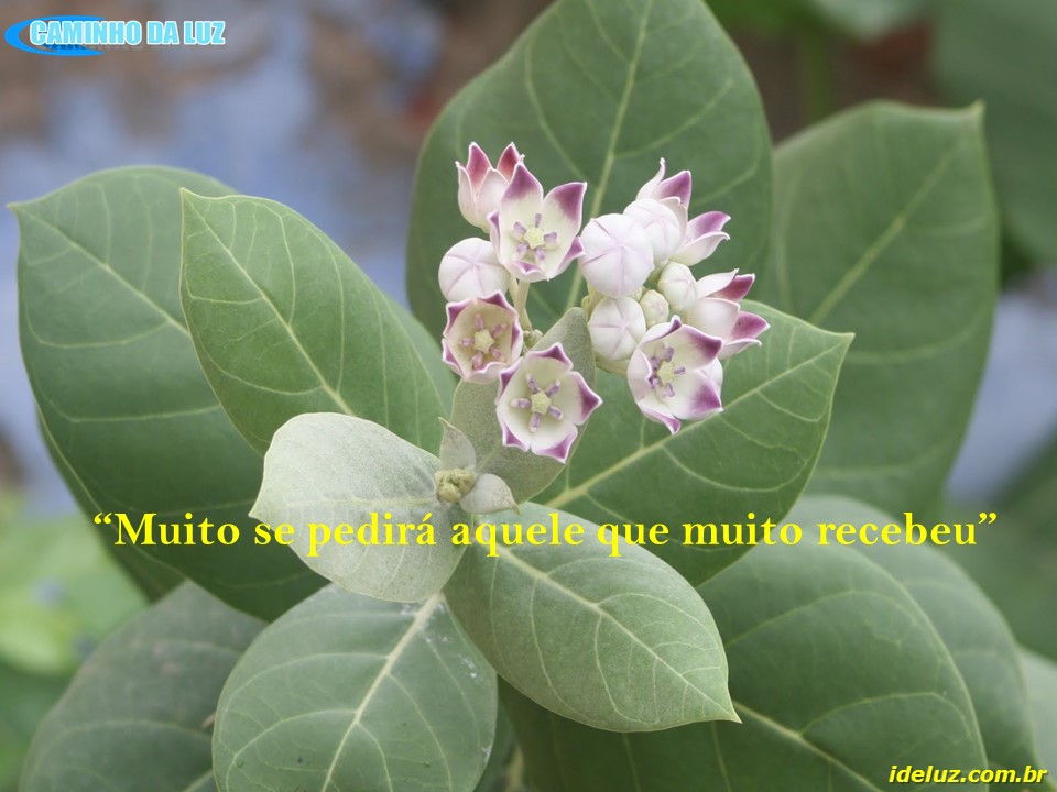 Muito se pedirá aquele que muito recebeu